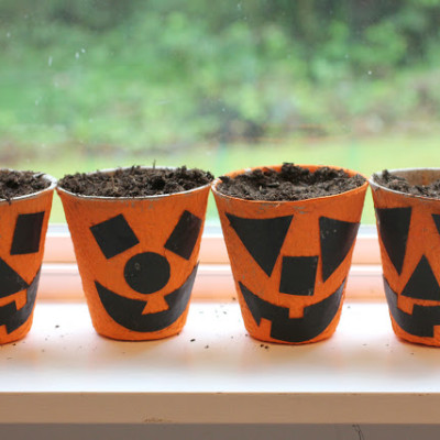 Pumpkin Starter Seed Cups